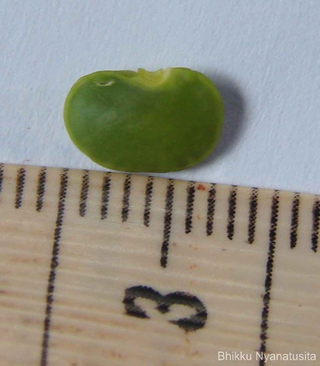 Brachypterum scandens (Roxb.) Miq.